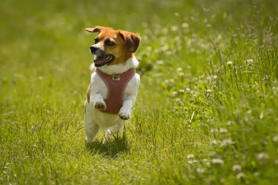 Dachshund outdoors