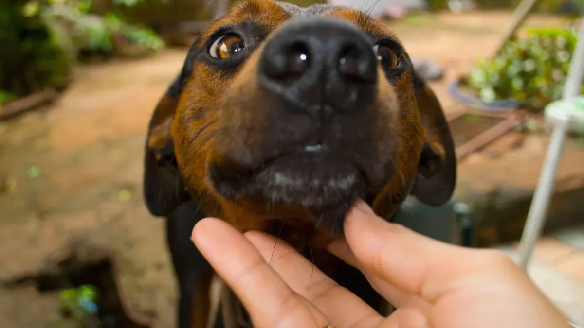 Dog and owner together