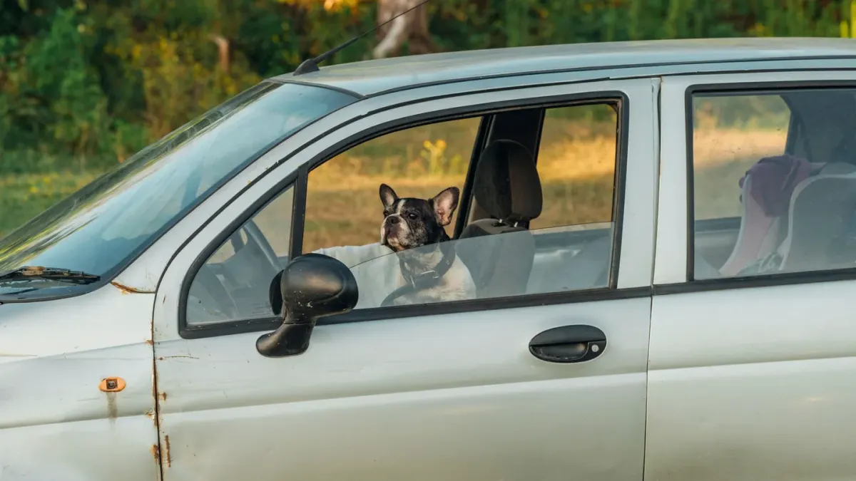 Dog at a car window