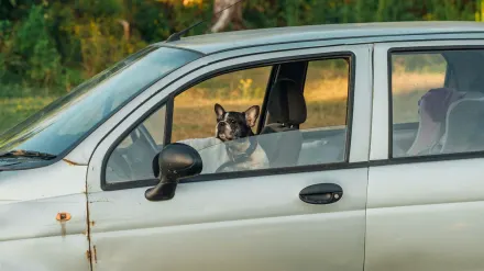 Dog at a car window