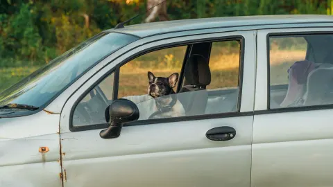 Dog at a car window