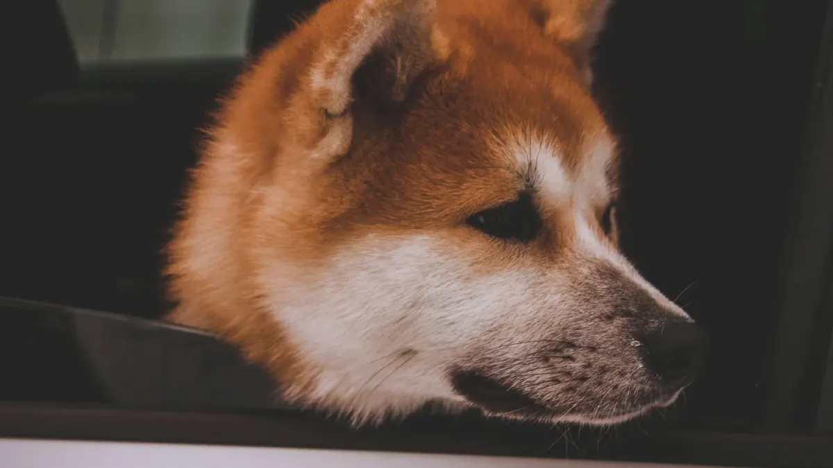 Dog at a car window