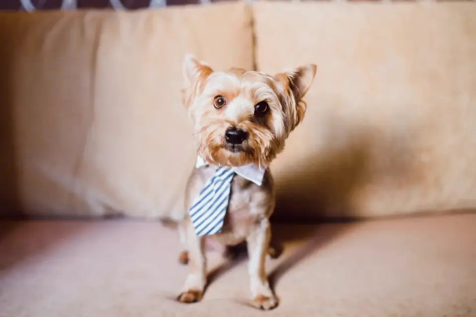 Dog at a grooming salon