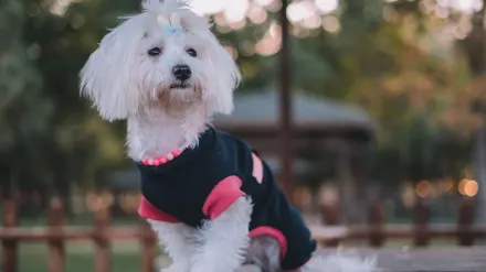 Dog at a grooming salon