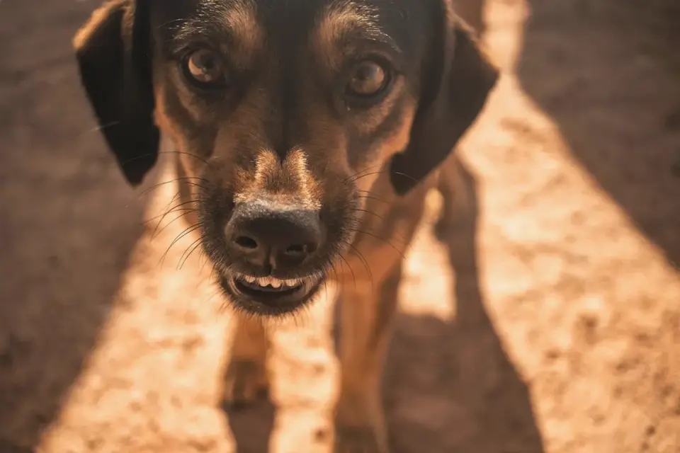 Dog barking outdoors