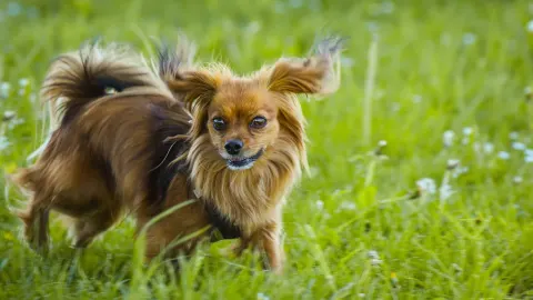 Dog barking outdoors