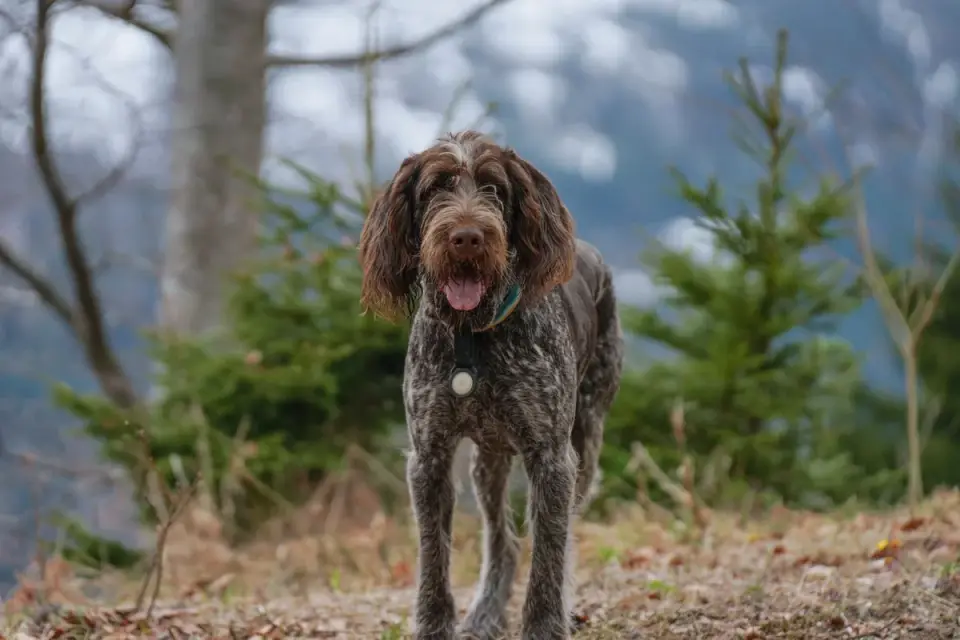 Dog barking outdoors