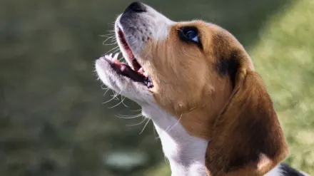 Dog barking outdoors