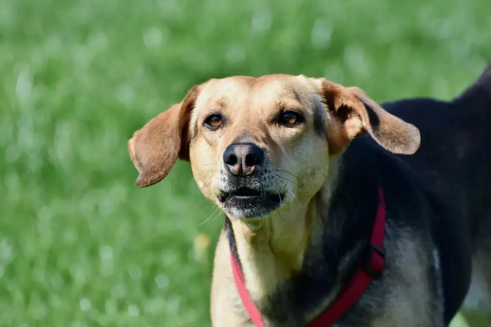 Dog barking outdoors