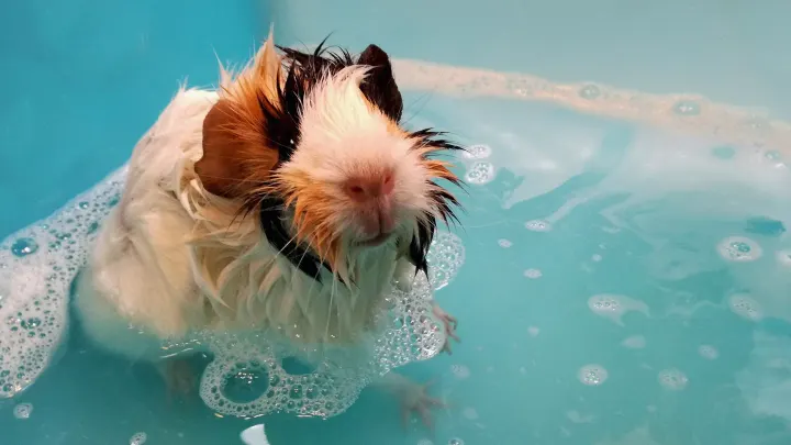 Dog bath grooming