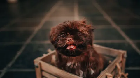 Dog bath grooming