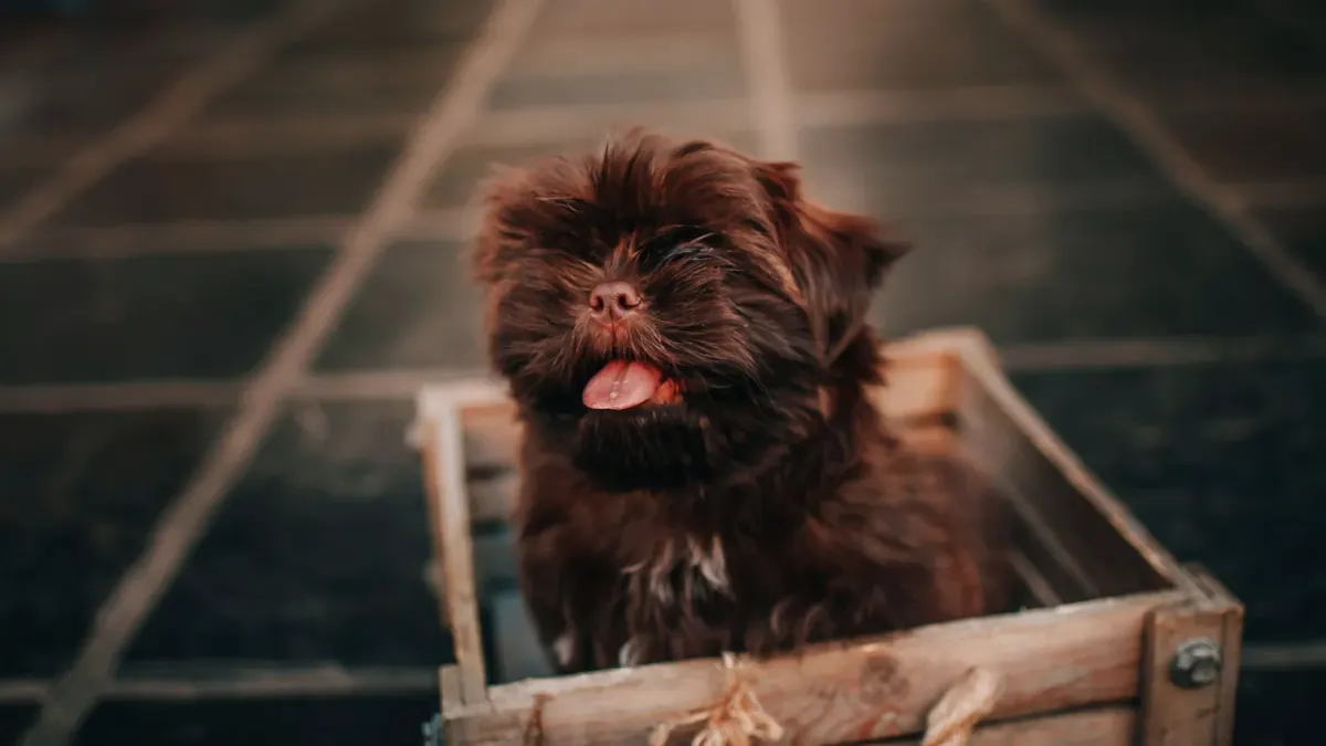 Dog bath grooming