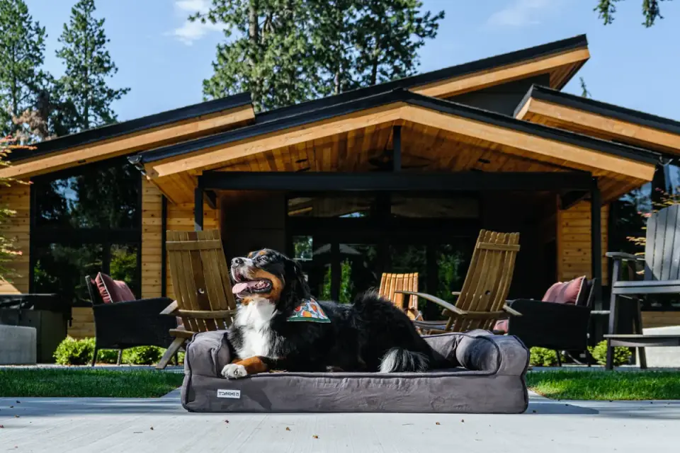 Dog bed at home