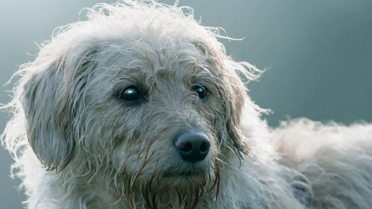 Dog being bathed