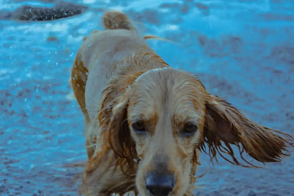 Dog being bathed