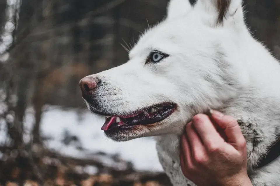 Dog being brushed by owner