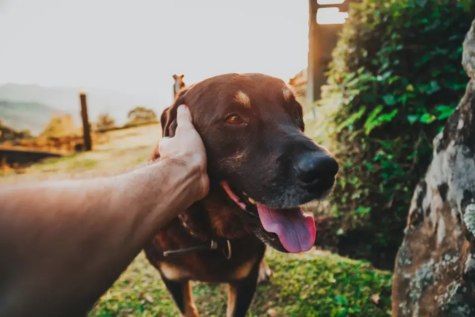Dog being brushed by owner