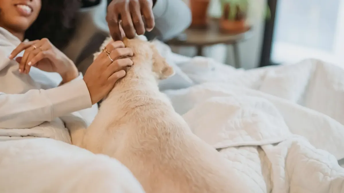 Dog being brushed by owner