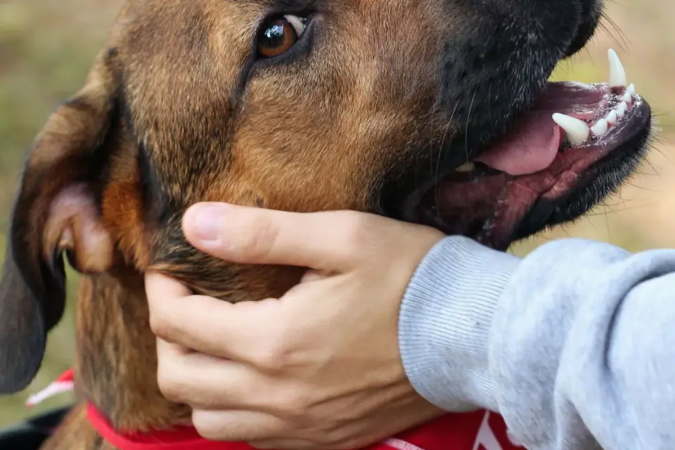 Dog being brushed by owner