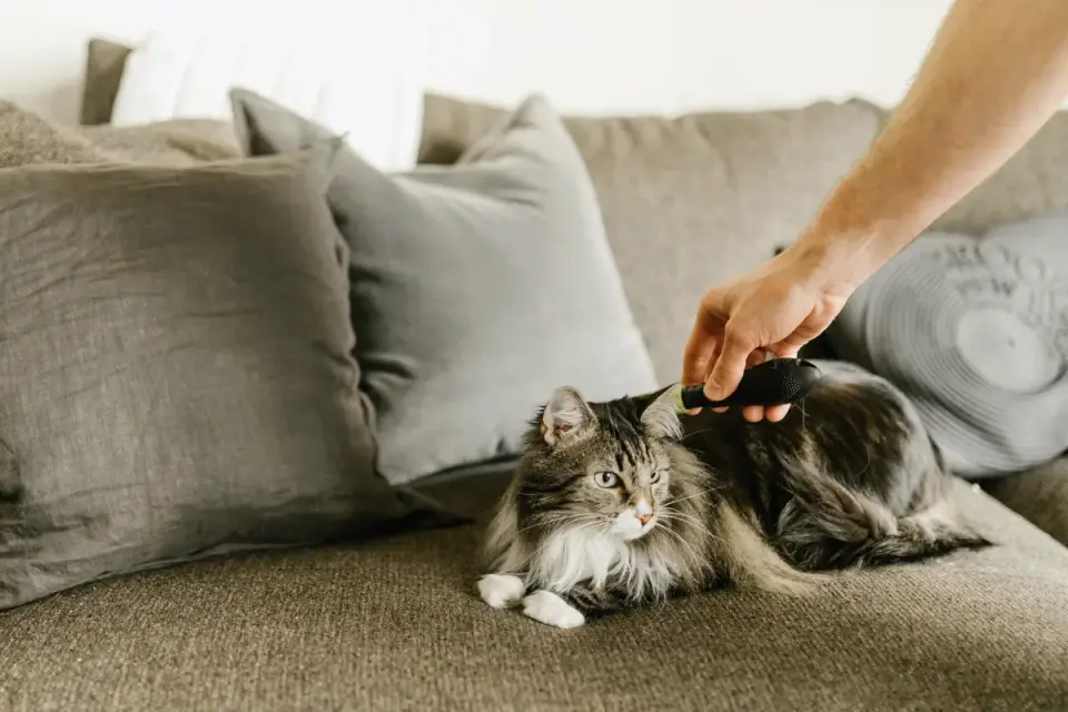 Dog being brushed