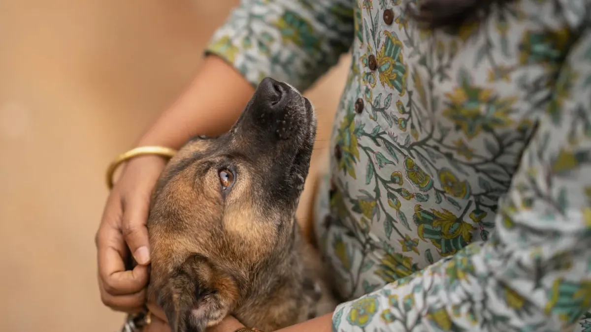 Dog being brushed