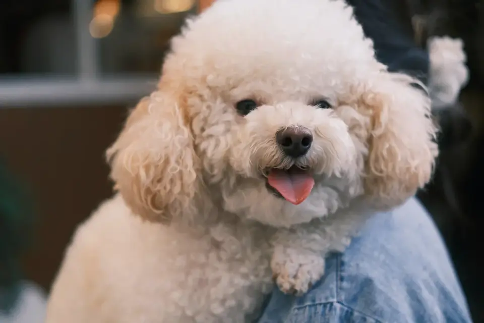 Dog being brushed