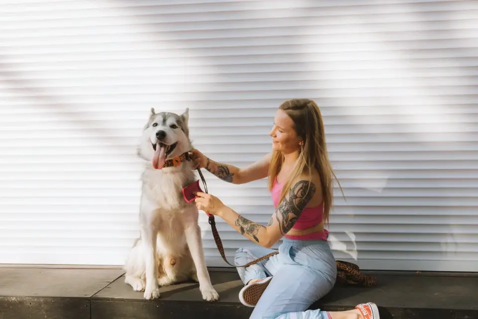 Dog being brushed