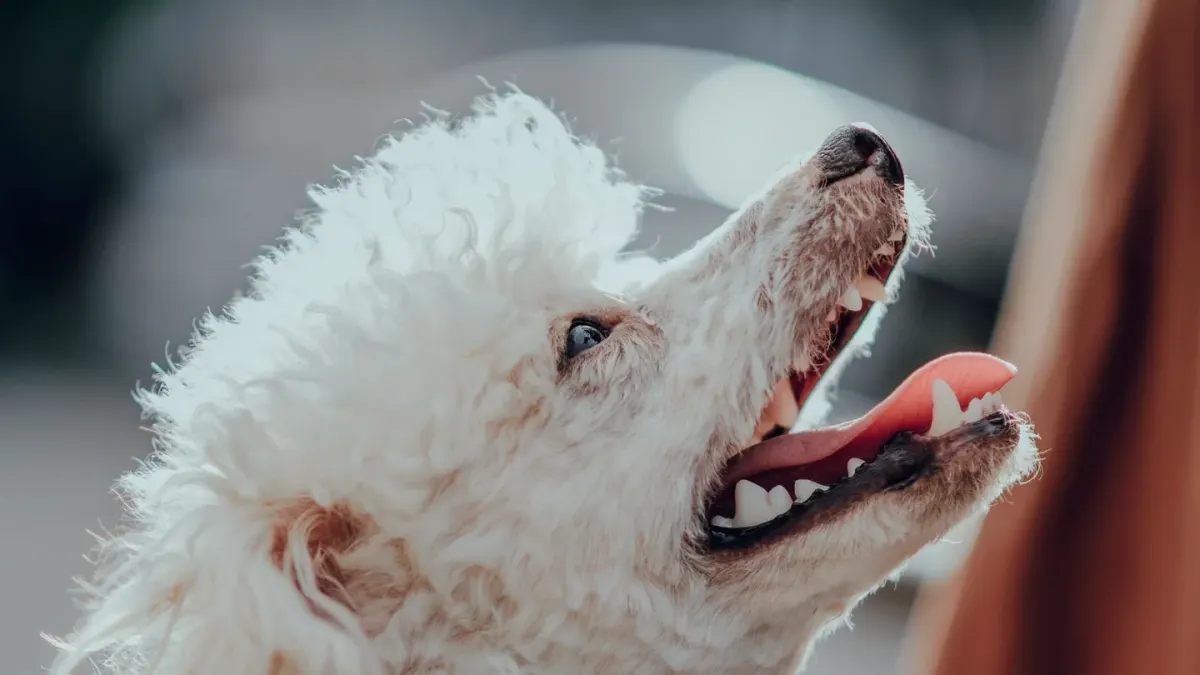 Dog being brushed