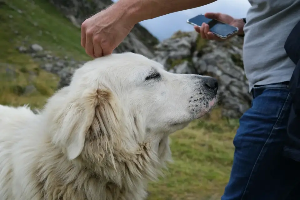 Dog being brushed