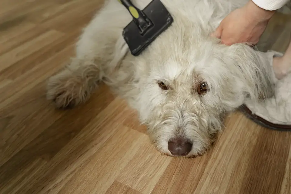 Dog being brushed on a towel before a bath
