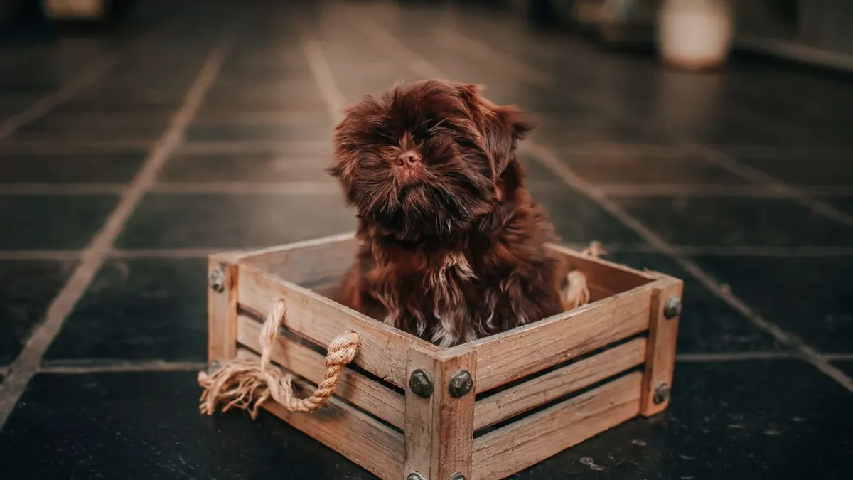 Dog bowl at home