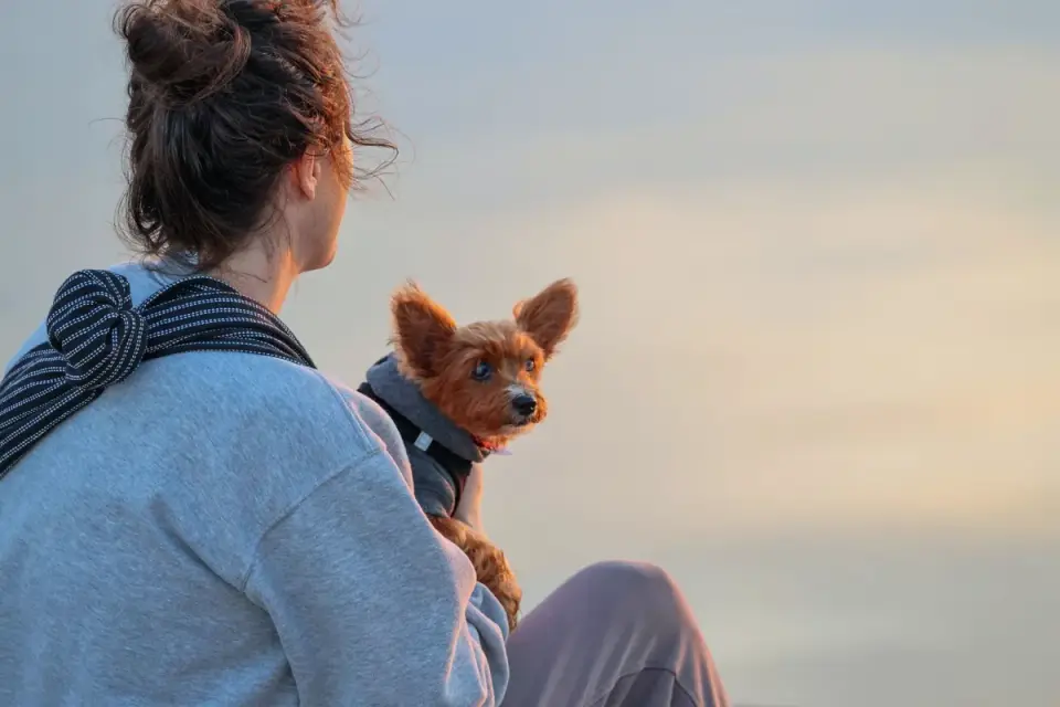 Dog camping with an owner