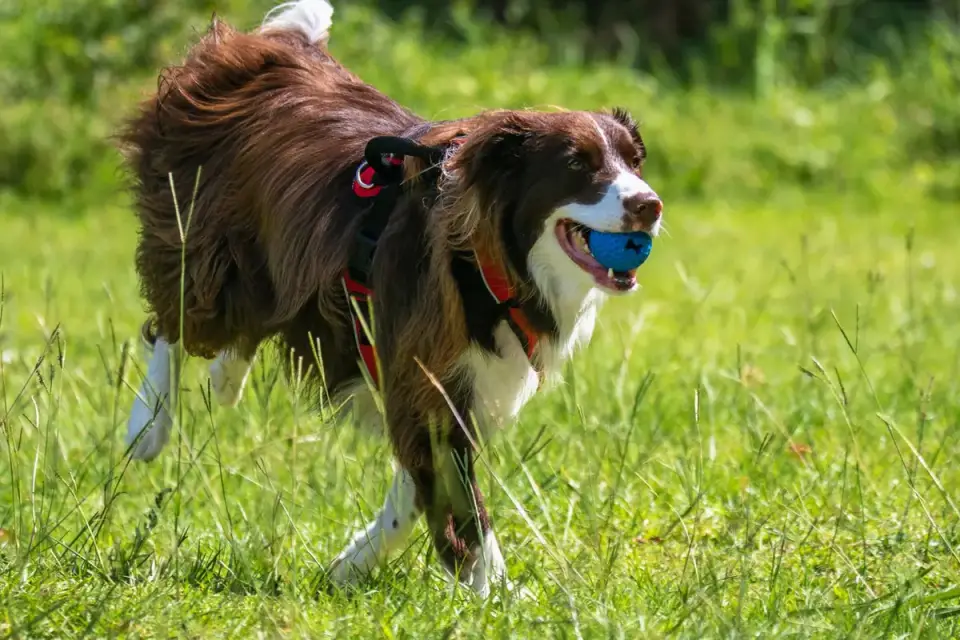 Dog chasing a ball