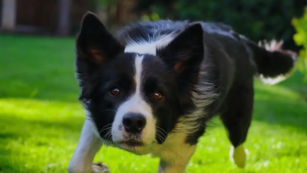 Dog chasing a ball