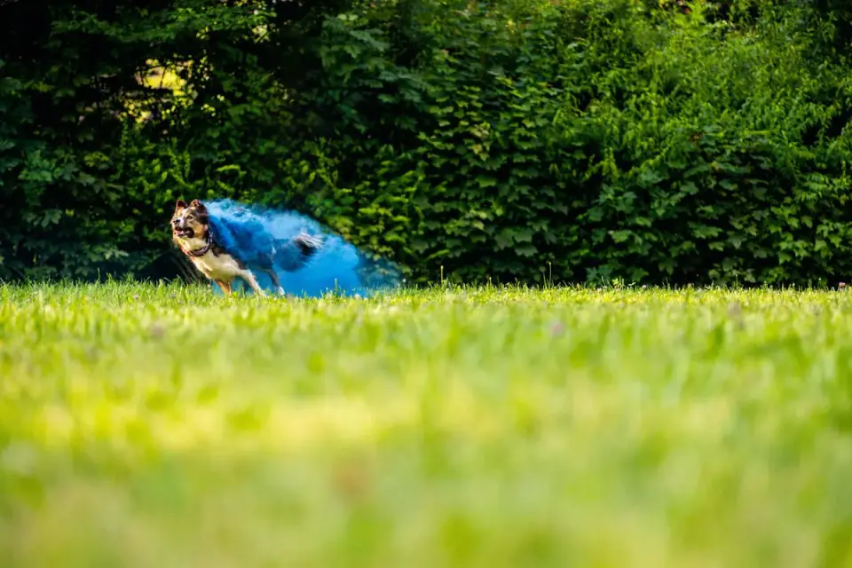 Dog chasing a ball