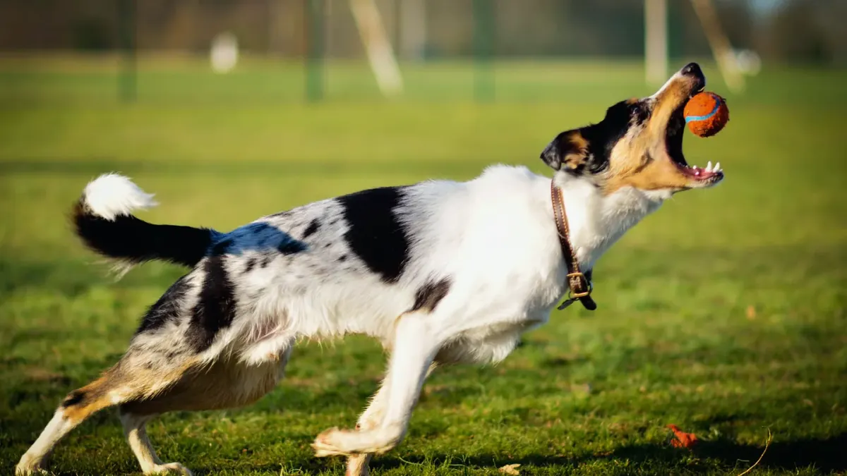 Dog chasing a ball