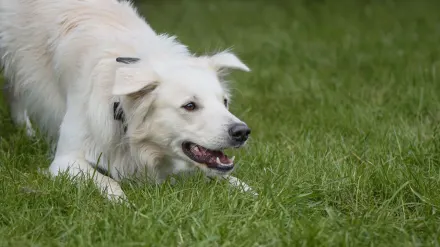 Dog chasing a ball