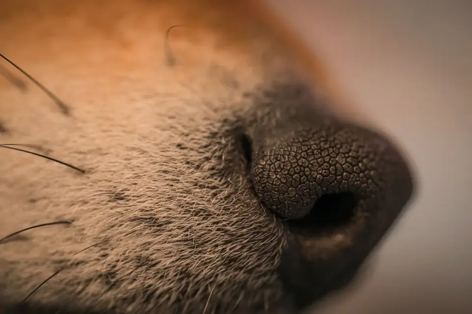 Dog close to a bowl
