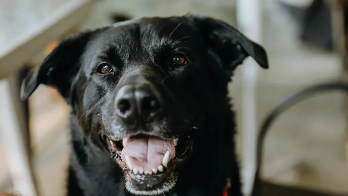 Dog close to a bowl