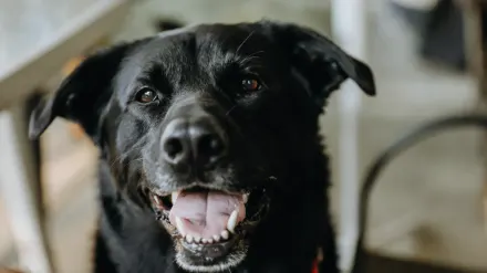 Dog close to a bowl