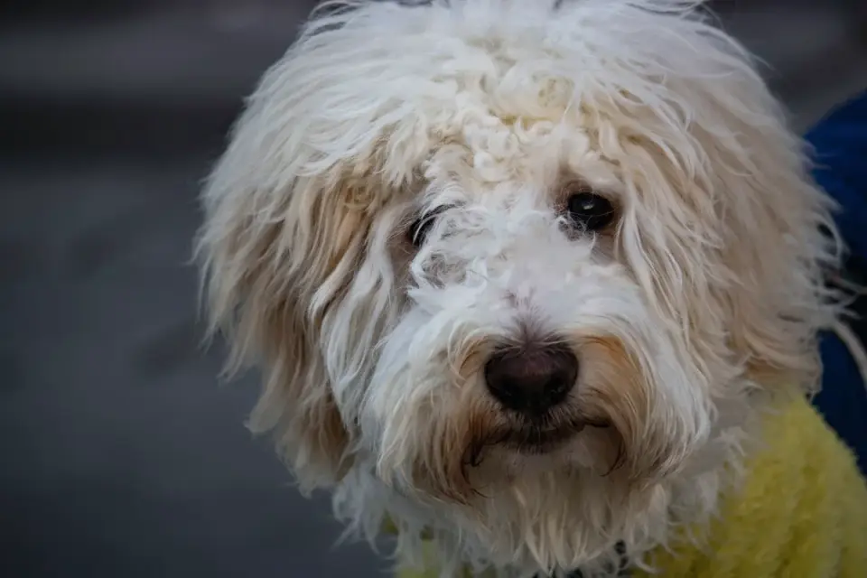 Dog coat close up