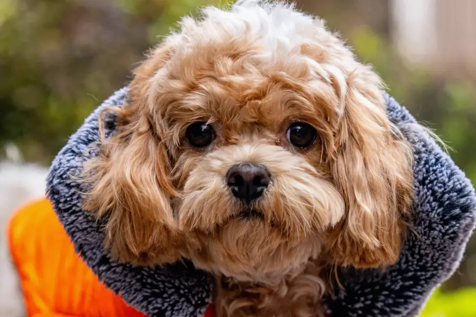 Dog coat close up
