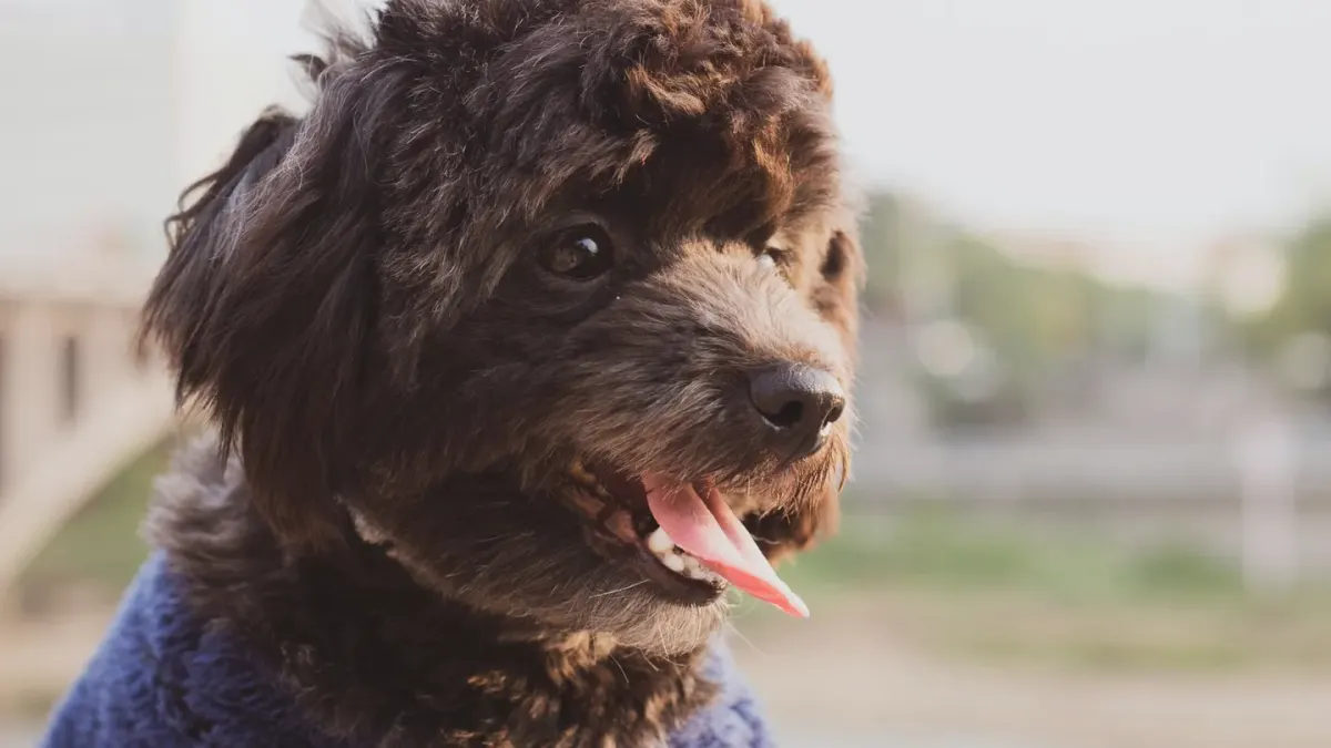 Dog coat close up