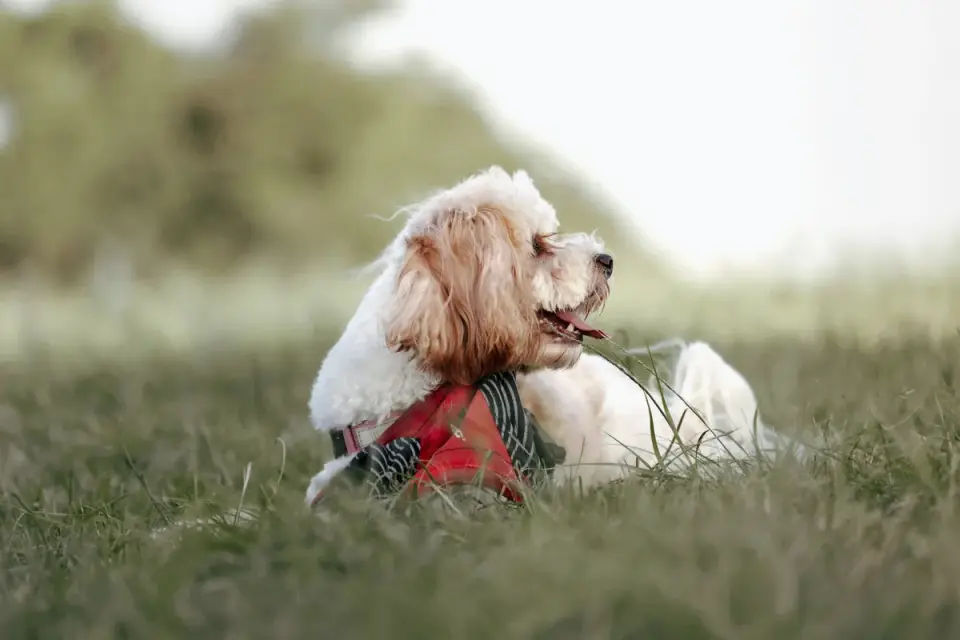 Dog coat close up