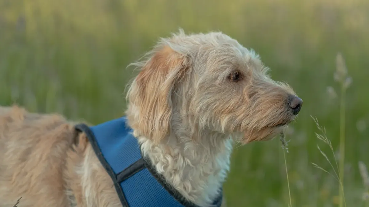 Dog coat close up