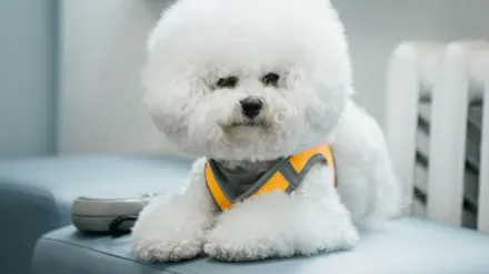Dog coat close up