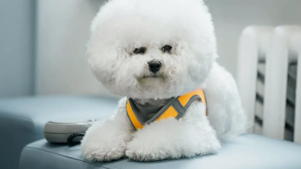 Dog coat close up