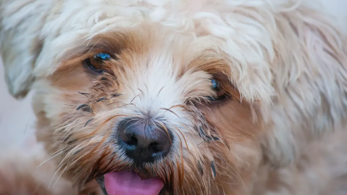Dog coat close up