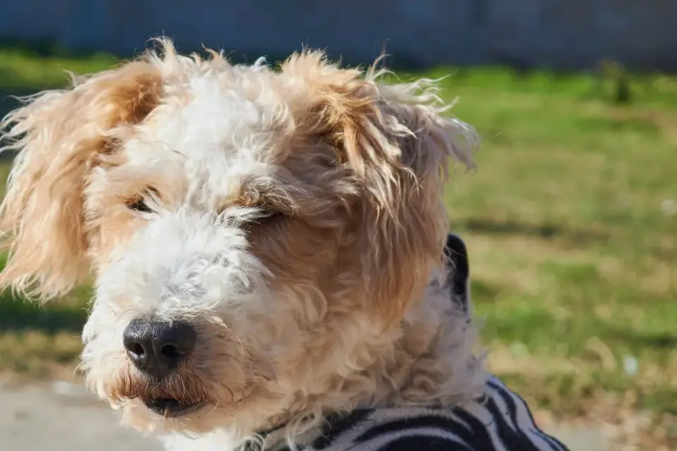 Dog coat close up