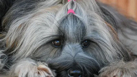 Dog coat close up